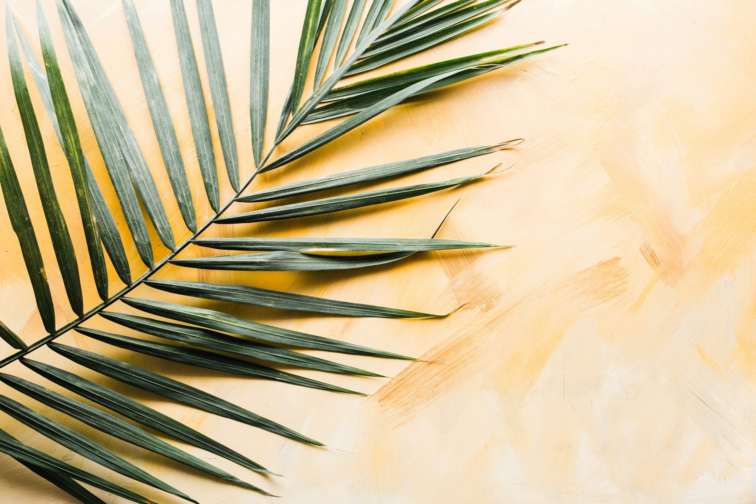 palm leave on pale yellow background
